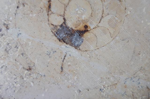Aulacostephanus sp. (SUTNER & POMPECKJ in TORNQUIST 1896) - Bild &copy; FossNet FossilienStore